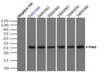 PIM2 Antibody in Immunoprecipitation (IP)