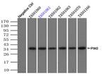 PIM2 Antibody in Immunoprecipitation (IP)