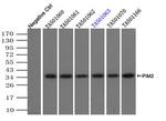 PIM2 Antibody in Immunoprecipitation (IP)