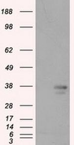 PIM2 Antibody in Western Blot (WB)