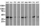 PIM2 Antibody in Western Blot (WB)