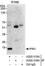PIN1 Antibody in Immunoprecipitation (IP)