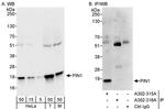 PIN1 Antibody in Western Blot (WB)