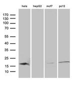 PIN1 Antibody in Western Blot (WB)