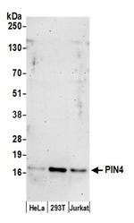 PIN4 Antibody in Western Blot (WB)