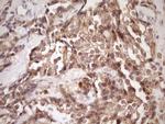 PIN4 Antibody in Immunohistochemistry (Paraffin) (IHC (P))