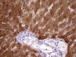 PIN4 Antibody in Immunohistochemistry (Paraffin) (IHC (P))