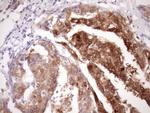 PIN4 Antibody in Immunohistochemistry (Paraffin) (IHC (P))