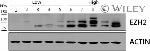 EZH2 Antibody in Western Blot (WB)