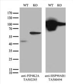 PIP4K2A Antibody in Western Blot (WB)