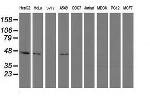 PIP4K2A Antibody in Western Blot (WB)