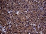 PISD Antibody in Immunohistochemistry (Paraffin) (IHC (P))