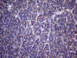 PISD Antibody in Immunohistochemistry (Paraffin) (IHC (P))