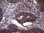 PISD Antibody in Immunohistochemistry (Paraffin) (IHC (P))