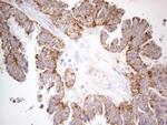 PISD Antibody in Immunohistochemistry (Paraffin) (IHC (P))