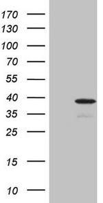 PISD Antibody in Western Blot (WB)