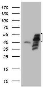 PISD Antibody in Western Blot (WB)