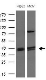 PISD Antibody in Western Blot (WB)