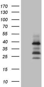 PISD Antibody in Western Blot (WB)