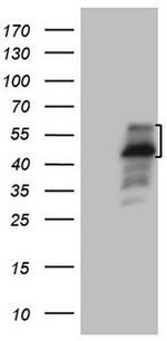 PISD Antibody in Western Blot (WB)