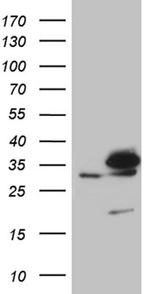 PITPNB Antibody in Western Blot (WB)