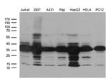 PITPNB Antibody in Western Blot (WB)