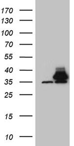 PITPNB Antibody in Western Blot (WB)