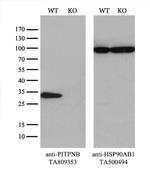 PITPNB Antibody in Western Blot (WB)