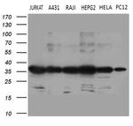 PITPNB Antibody in Western Blot (WB)