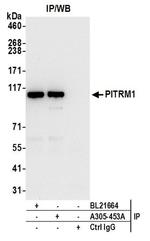 PITRM1 Antibody in Immunoprecipitation (IP)