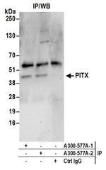 PITX1 Antibody in Western Blot (WB)