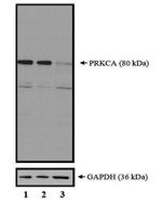 PKC alpha Antibody in Western Blot (WB)