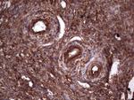 PKM2 Antibody in Immunohistochemistry (Paraffin) (IHC (P))