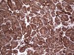 PKM2 Antibody in Immunohistochemistry (Paraffin) (IHC (P))