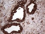 PKM2 Antibody in Immunohistochemistry (Paraffin) (IHC (P))