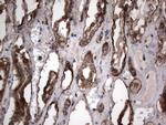 PKM2 Antibody in Immunohistochemistry (Paraffin) (IHC (P))