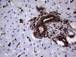 PKM2 Antibody in Immunohistochemistry (Paraffin) (IHC (P))