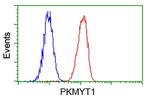 PKMYT1 Antibody in Flow Cytometry (Flow)