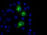 PKMYT1 Antibody in Immunocytochemistry (ICC/IF)