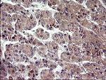 PLA2G16 Antibody in Immunohistochemistry (Paraffin) (IHC (P))