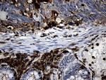 PLAC8 Antibody in Immunohistochemistry (Paraffin) (IHC (P))