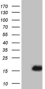 PLAC8 Antibody in Western Blot (WB)