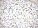 PLAT Antibody in Immunohistochemistry (Paraffin) (IHC (P))