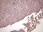 PLAT Antibody in Immunohistochemistry (Paraffin) (IHC (P))