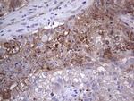 PLAU Antibody in Immunohistochemistry (Paraffin) (IHC (P))