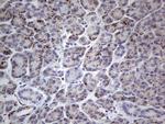 PLAU Antibody in Immunohistochemistry (Paraffin) (IHC (P))