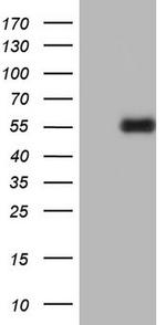 PLAU Antibody in Western Blot (WB)
