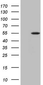 PLAU Antibody in Western Blot (WB)