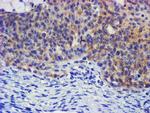 PLDN Antibody in Immunohistochemistry (Paraffin) (IHC (P))