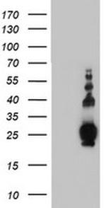 PLDN Antibody in Western Blot (WB)